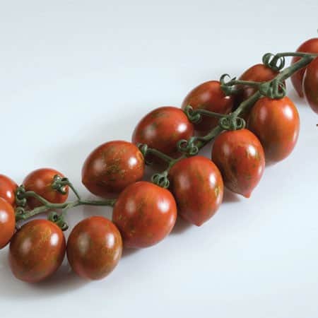 cocktailtomat-cookie-105cm-kruka-1