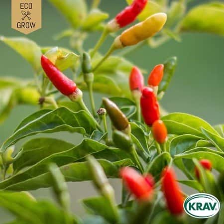 chilipeppar-kusburnu-krav-mrkt-1