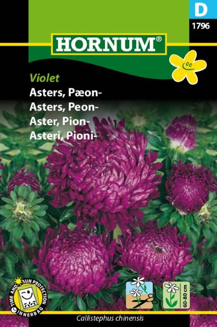 Sommaraster ’Violet’, frö