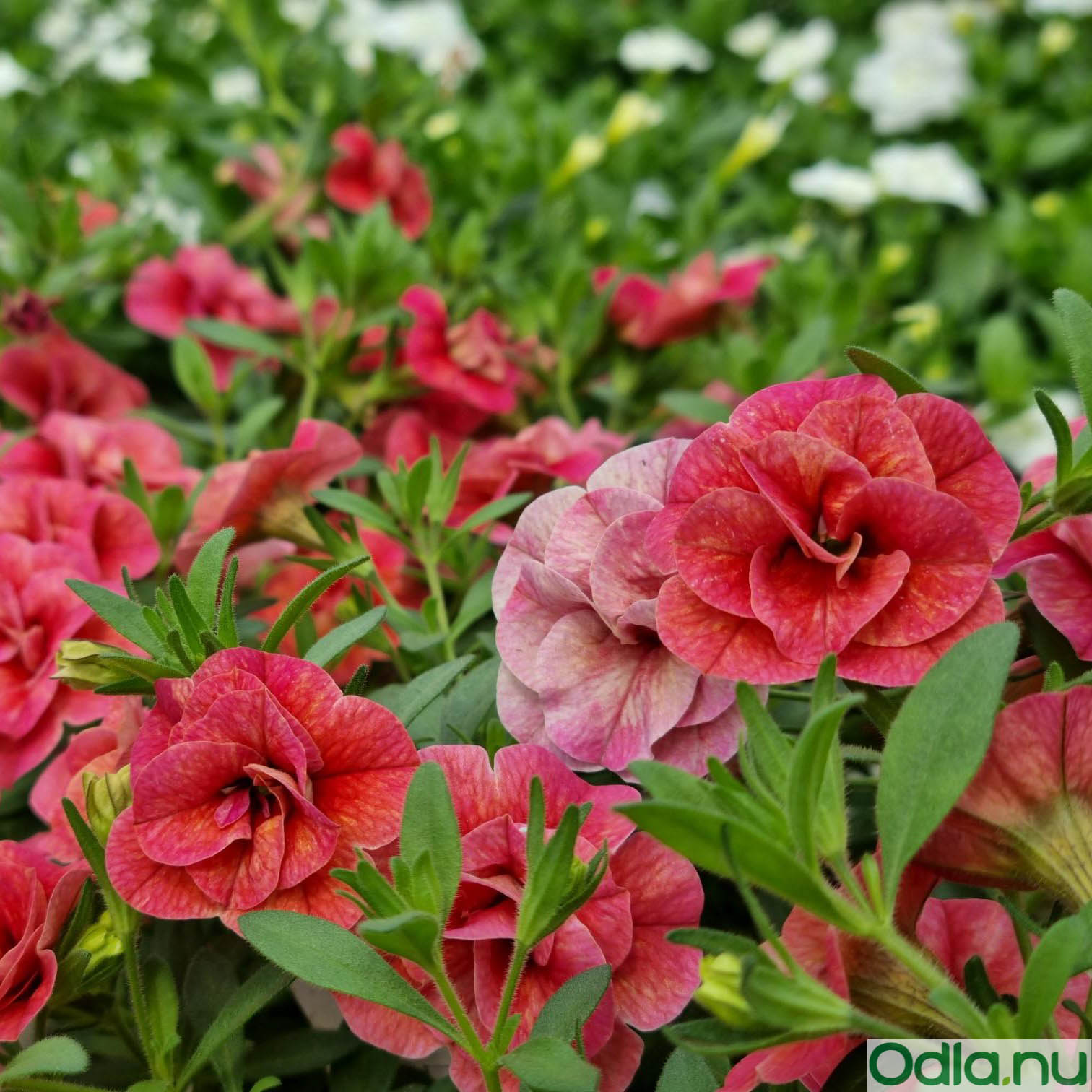 Minipetunia ’Can-Can Rosies Apricot’ 10,5cm kruka