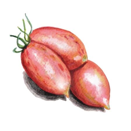 krsbrstomat-artisan-pink-tiger-1