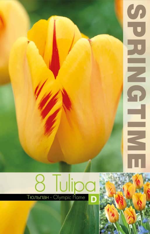 darwinhybridtulpan-olympic-flame-8st-2
