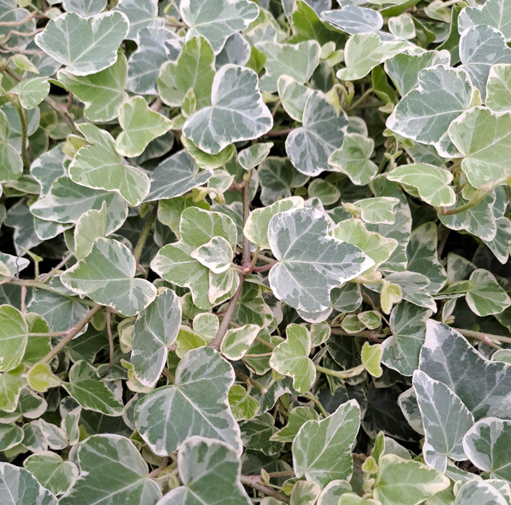 murgrna-white-wonder-85cm-kruka-1