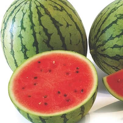 vattenmelon-sugar-baby-115cm-kruka-1