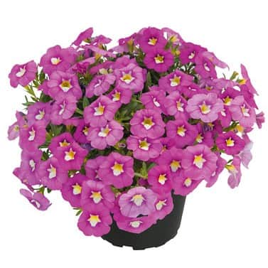 minipetunia-unique-hot-pink---3-plantor-1