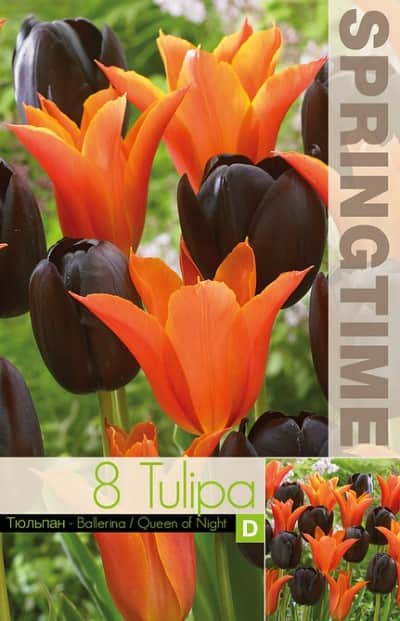 tulpanmix-ballerina-queen-of-night-8st-1