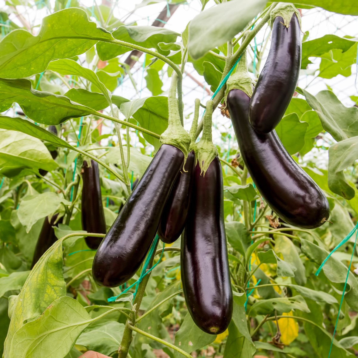 Aubergine ’Sultane’ 10,5cm kruka