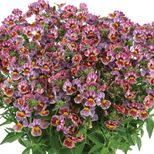 nemesia-tutti-frutti-105cm-kruka-1