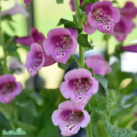 fingerborgsblomma-camelot-rose-9cm-kruka-1