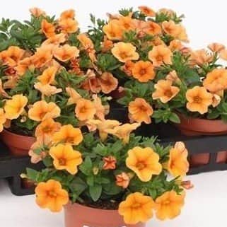 minipetunia-minifamous-orange-105cm-kruka-1
