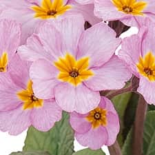 trdgrdsviva-spring-bouquet-flieder-12cm-kruka-1