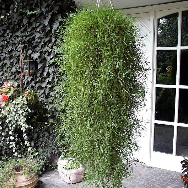 hngbambu-green-twist-105cm-kruka-1