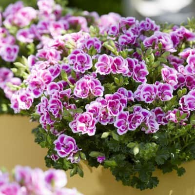 nglapelargon-angel-fay-3st-sticklingar-1