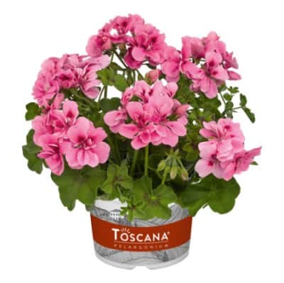 hngpelargon-big5-light-pink-3st-sticklingar-1