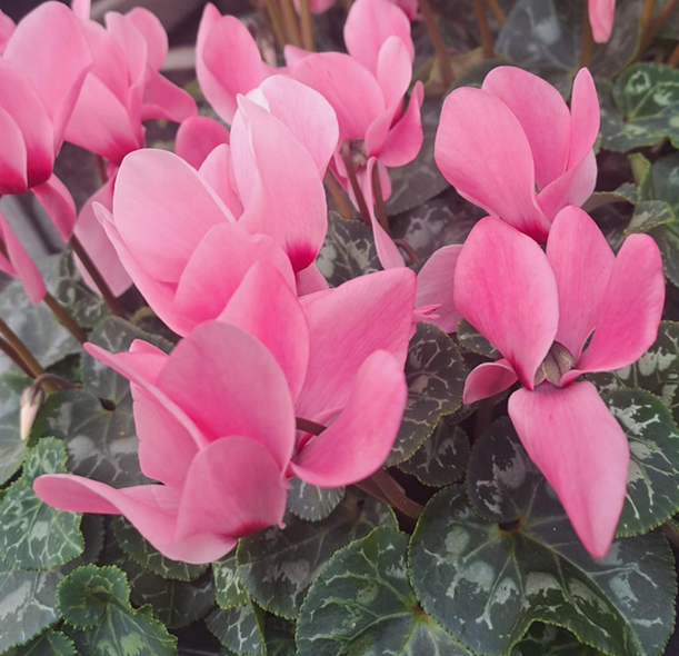 cyklamen-storblommig-rose-12cm-kruka-1