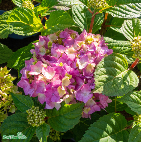 hortensia-endless-summer-bloomstar-5-l-3