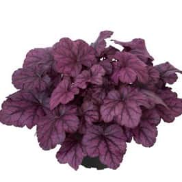 alunrot-wild-rose-12cm-kruka-2