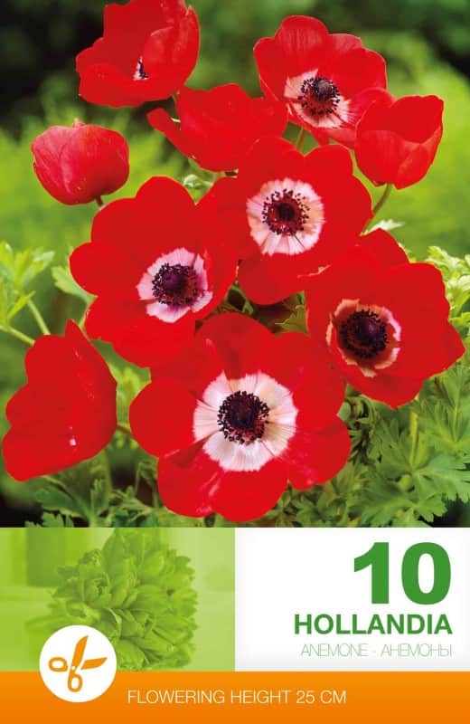 bukettanemon-hollandia-10st-2