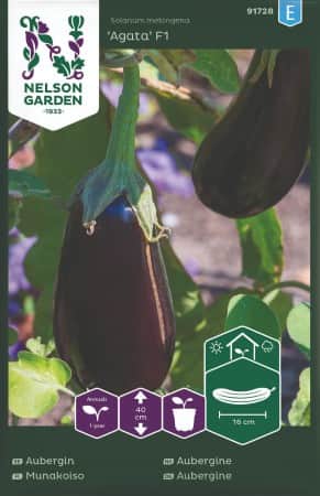 aubergin-agata-f1-1
