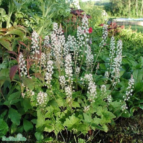 spetsmssa-wherryl-white-12cm-kruka-1