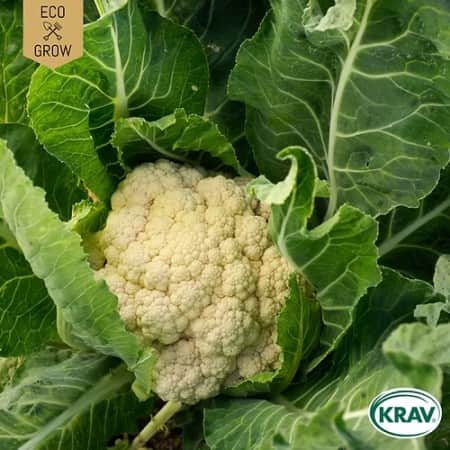 blomkl-bola-de-neve-krav-mrkt-1