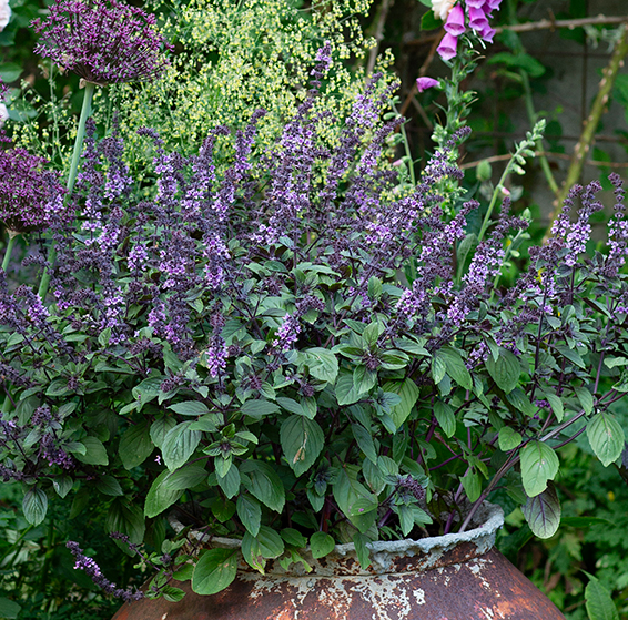 rets-sommarblomma-2025---blomsterbasilika-mag-3