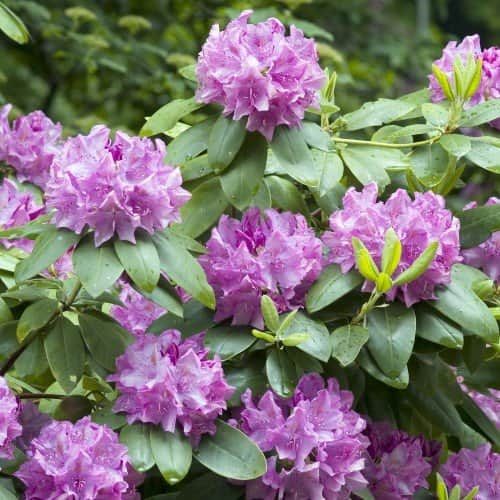 rhododendron-roseum-elegans-co-30-40cm-1-pack-1