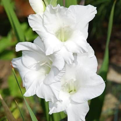 gladiolus-vit-10st-1