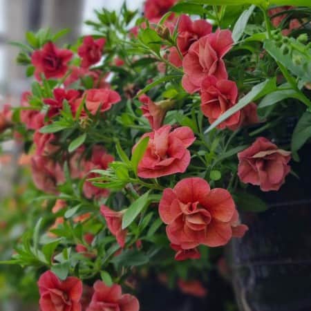 minipetunia-cabaret-double-apricot-105cm-kruk-1
