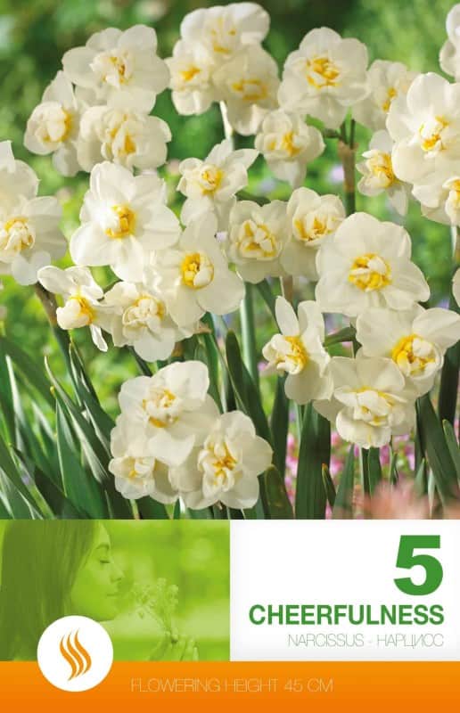 bukettnarciss-cheerfulness-5st-1