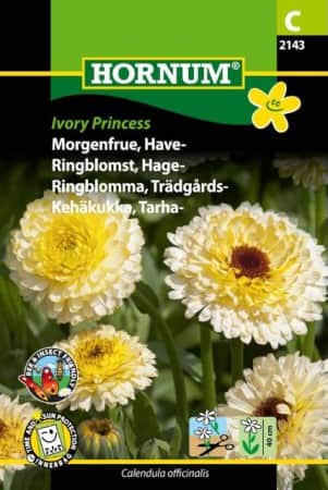 ringblomma-ivory-princess-1