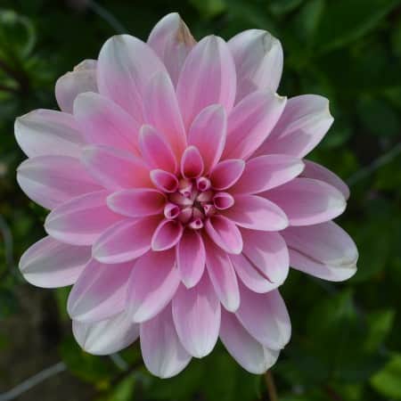 nckros-dahlia-pink-perception-1st-1