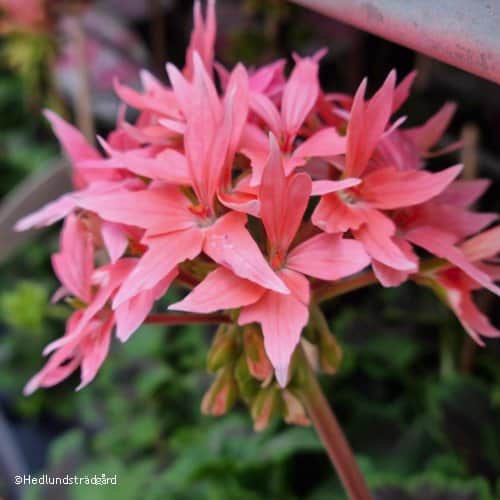 stjrnpelargon-summer-twist-rose-12cm-kruka-1