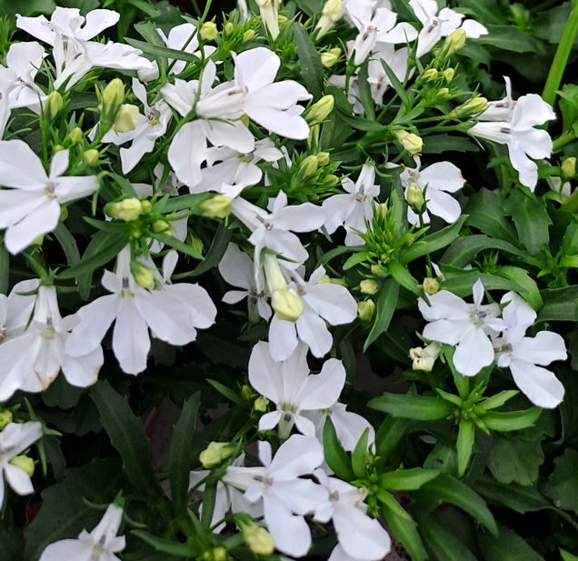 lobelia-curacao-compact-white---3-plantor-1