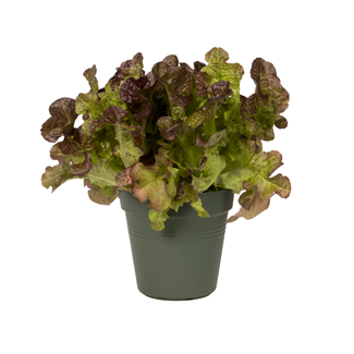 green-basics-growpot-dia-24-cm-leaf-green-2