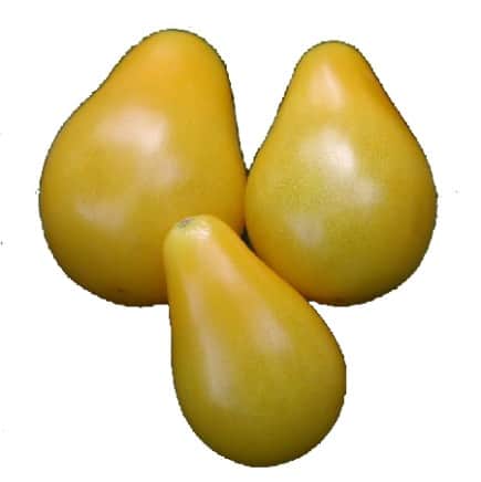 prontomat-yellow-pear-105cm-kruka-1