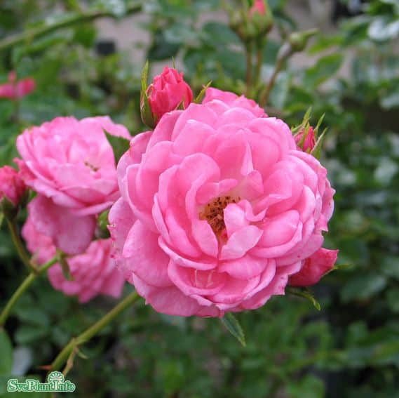 kltterros-boogie-woogie-10-pack-barrot-1