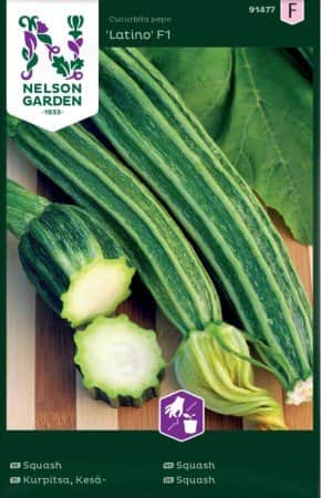 squash-latino-f1-1