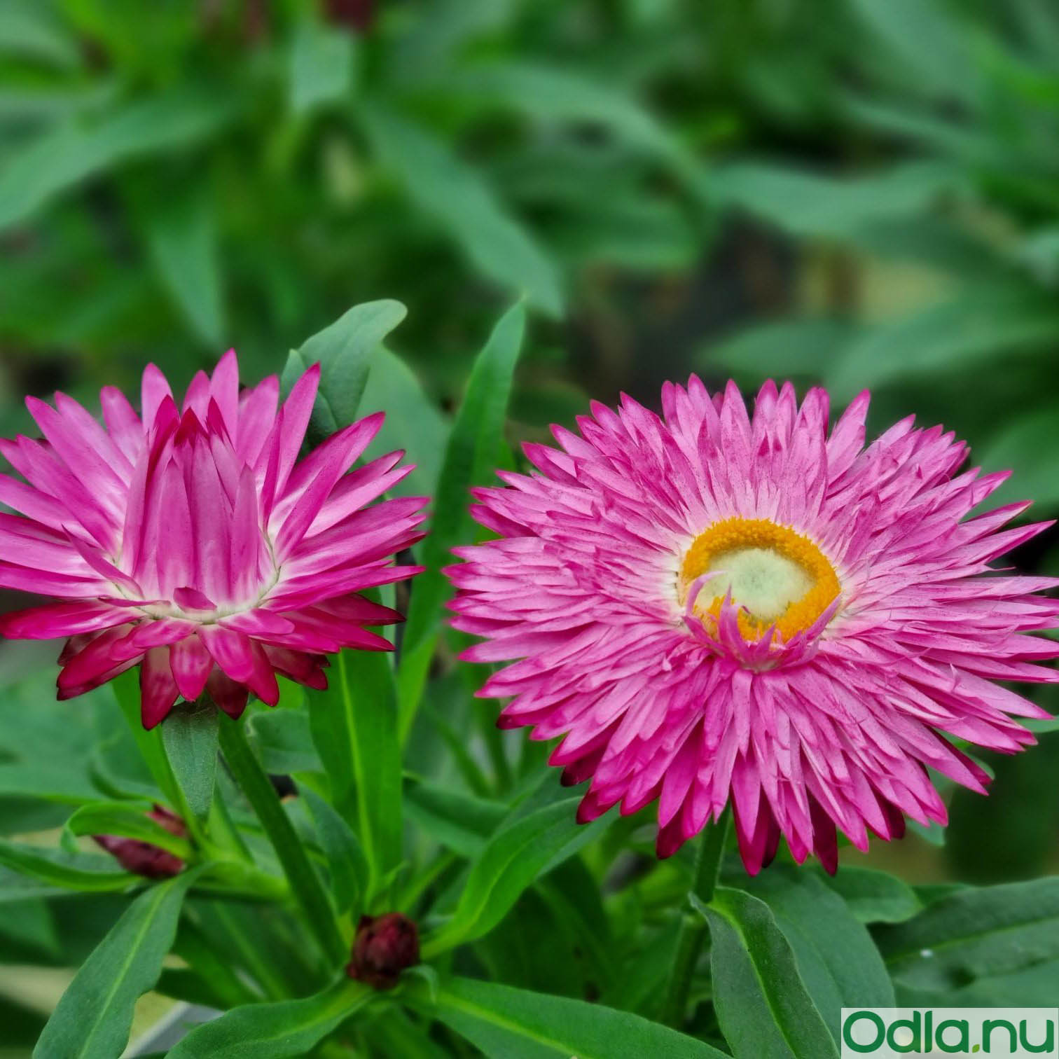 Jätteeternell ’Sunbrella Magenta’ 10,5cm kruka