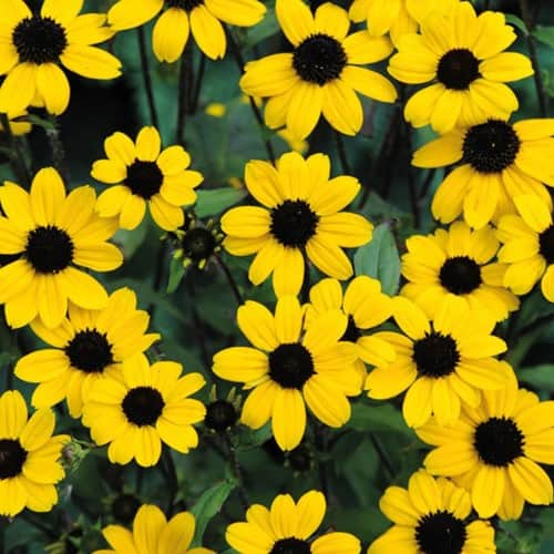 trefliksrudbeckia-blackjack-gold-3