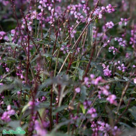 jrnrt-verbena-bampton-11cm-kruka-1