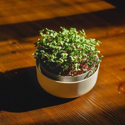 microgreen-ivory-1