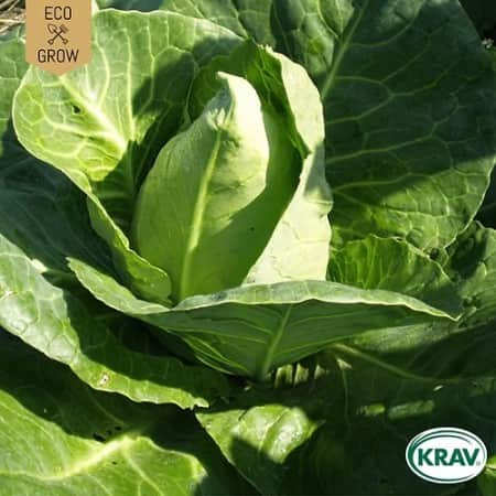 spetskl-chateaurenard-krav-mrkt-1