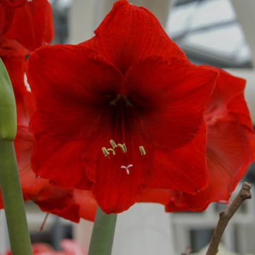 amaryllis-red-lion-1st-1