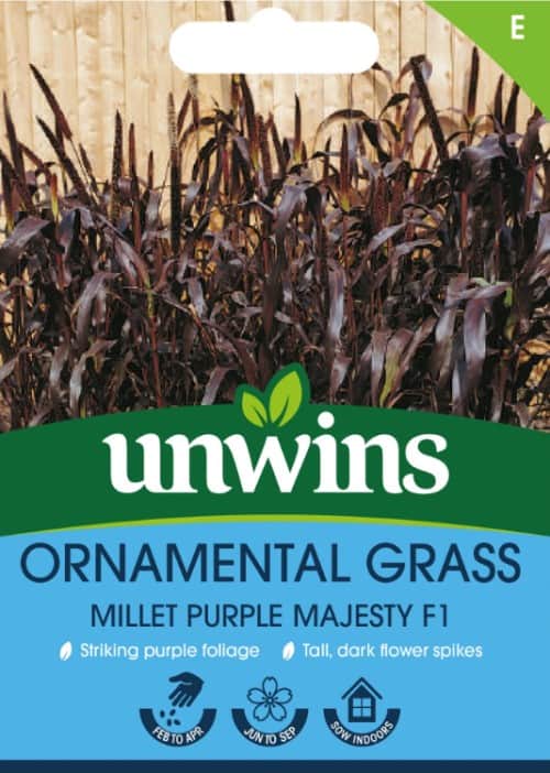 prlhirs-millet-purple-majesty-f1-1