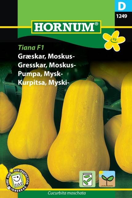 Myskpumpa (butternut) ’Tiana F1’, frö