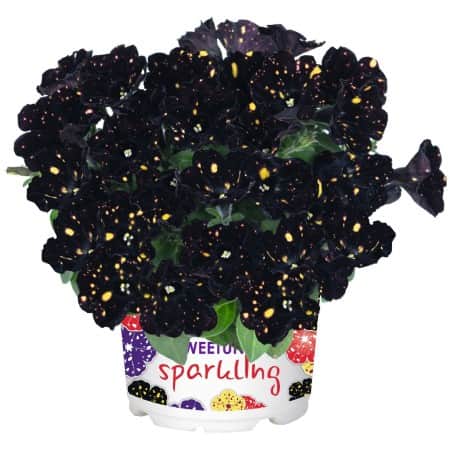 petunia-sweetunia-sparkling-night---3-plantor-1