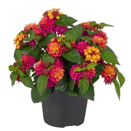 eldkrona-bloomify-rose-105cm-kruka-1