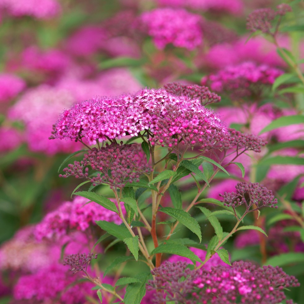 Rosenspirea ’Anthony Waterer’ barrotad 10-pack 20-30cm