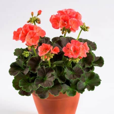 dekorativpelargon-chocolate-apricot-9cm-kruka-1